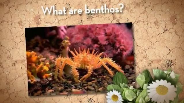 Nektons, Plankton, Benthos