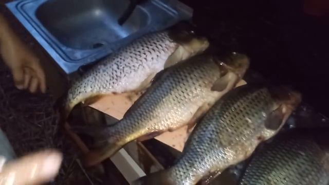 Мужское счастье//Папа - добытчик//Клевая рыбалка смотреть онлайн