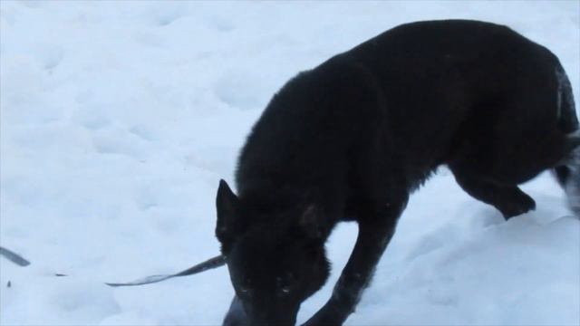 Кобель чёрной немецкой овчарки 1,5 года смотреть онлайн