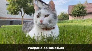 ГИМН ШКОЛЫ КОТОВ! КОТ МАЛЫШ и КОШКА МУРКА ПОЮТ ПЕСНЮ ПРО ШКОЛУ МИНУС @anykadavaika