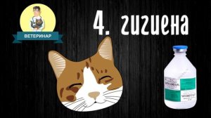 Простуда у котов. Что делать?