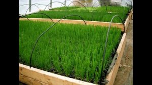 Когда сажать лук в теплицу на зелень