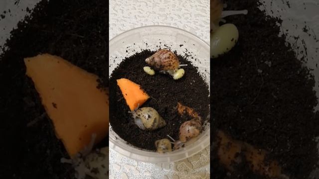 Малыши улитки Ахатины смотреть онлайн
