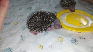 Кормим новорождённых  ежат