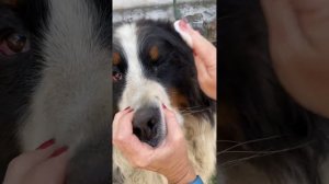 Воспаление глаз у собаки | Лечение конъюнктивита у собаки. Что делать если закисают глаза у собаки?