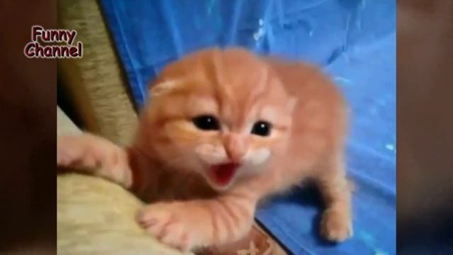 Tiger - Cat! Jokes Compilation # 10 / Котенок- Тигр! Подборка Приколов # 10 смотреть онлайн