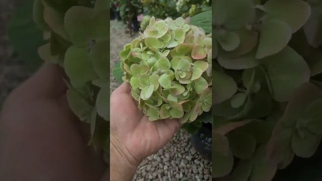 Гортензия Эндлесс Саммер Блашинг Брайд крупнолистная. Endless Summer Blushing Bride смотреть онлайн