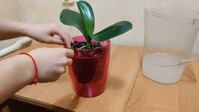 Борьба с мошками в коре у орхидей. Орхидеи, влажность и мошки смотреть онлайн