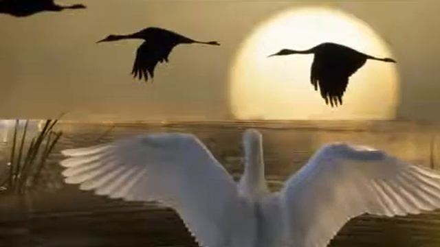 Нұрлан Өнербаев   Құстар әні