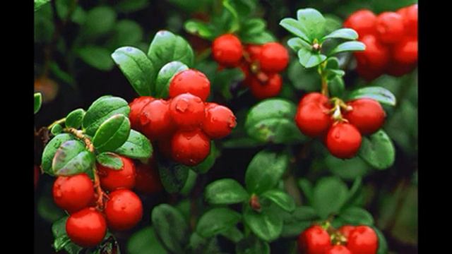 брусника моченая на зиму