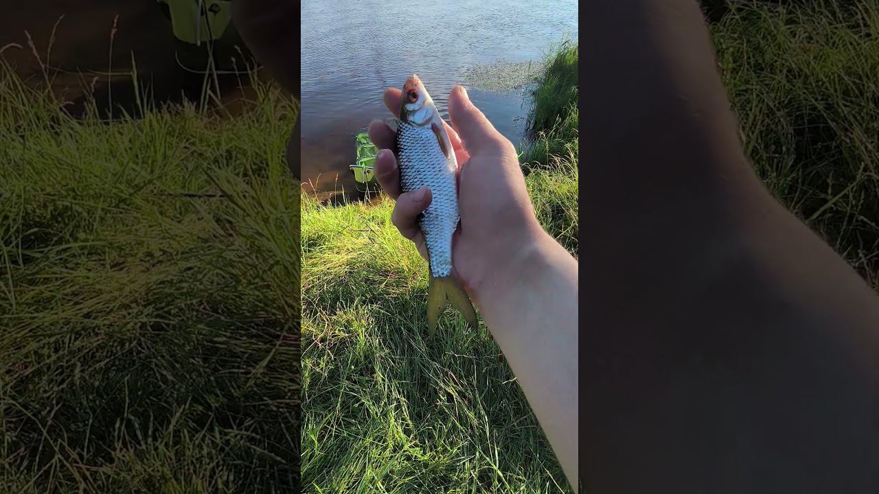 Рыбалка 2024 плотва клюет не переставая #shortvideo #fishing #рыбалка #fishingvideo #плотва #fish смотреть онлайн
