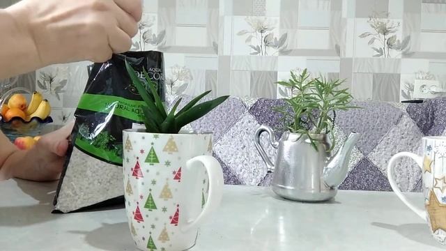 Новогодние композиции из комнатных растений смотреть онлайн