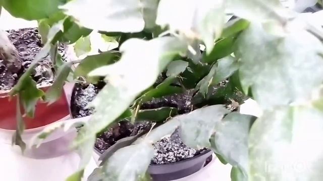 Воздушные корни у декабриста! смотреть онлайн