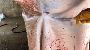 Посмотрите Как проходит Полный процес забоя наших Быков 551 Кг мясом
