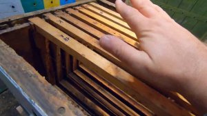 ПЧЕЛОВОДСТВО ДЛЯ НАЧИНАЮЩИХ С НУЛЯ! МНОГОКОРПУСНЫЙ УЛЕЙ РУТА! (5 часть) УЛЕЙ УКРАИНСКИЙ, ППУ, ППС..