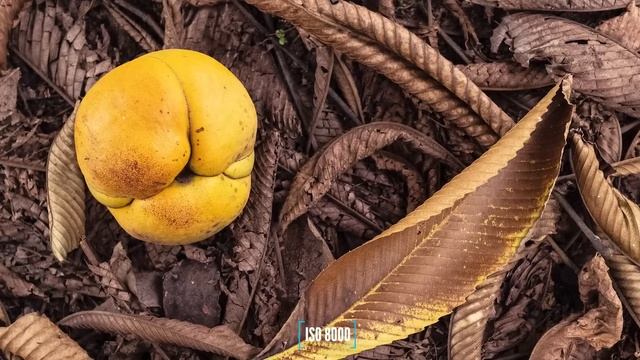 EOS 1Dx Mark II - review completo em português da super poderosa DSLR profissional da Canon. смотреть онлайн