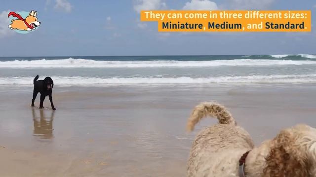 Australian Labradoodle: Your Complete Guide To The First Labrador Poodle Mix! смотреть онлайн