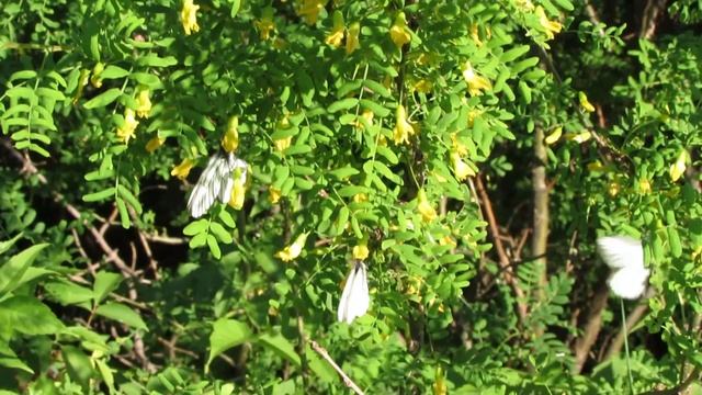 Canon Powershot SX40 HS