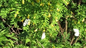 Canon Powershot SX40 HS