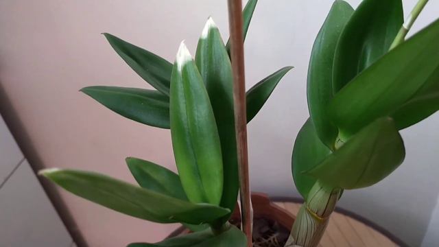 Снова ищу тех, кто выиграл у меня орхидеи. Ауууу, победители! отзовитесь для получения растений смотреть онлайн