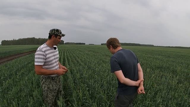 Бинарные Посевы Пшеницы с Донником. Пшеница Короткостебельная Гонец По Льну И По Пару. Прямой посев смотреть онлайн