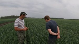 Бинарные Посевы Пшеницы с Донником. Пшеница Короткостебельная Гонец По Льну И По Пару. Прямой посев