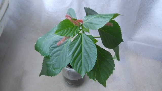 Акалифа. смотреть онлайн