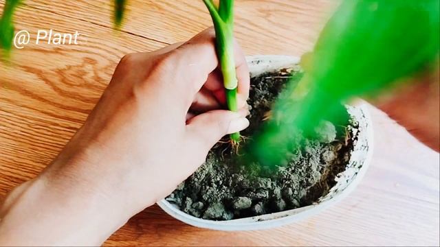 How to propagate lucky bamboo|Indoorplant lucky bamboo|Growing Luckybamboo in soil and water| смотреть онлайн