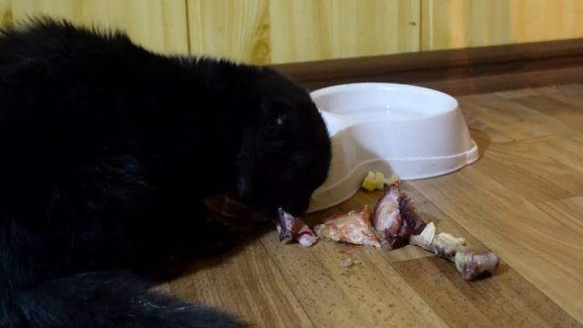 Найденный черный котенок плачет, Когда мы оставляем Ее Одну. Совсем как Человеческий Младенец. смотреть онлайн