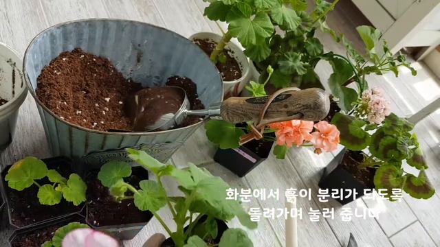 삽목제라늄 심어주기&사이즈업 분갈이하기 смотреть онлайн