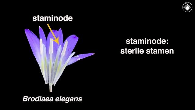 Themidaceae (Brodiaea, Dichelostemma, Dipterostemon, and Triteleia) смотреть онлайн