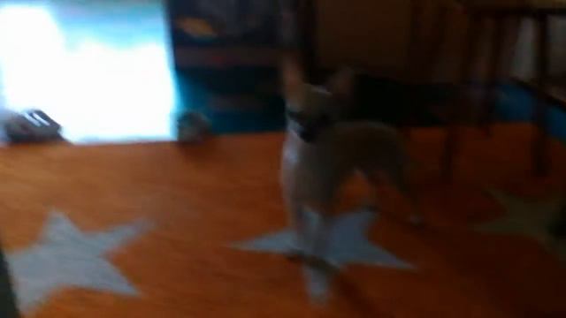 Кекс моя собака смотреть онлайн