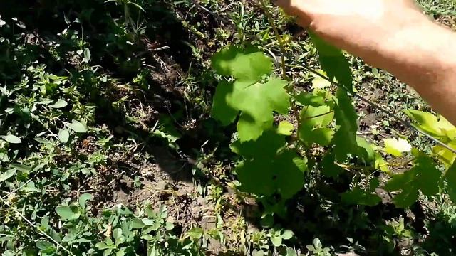 Два в одном,борьба с вредителем и подкормка саженцев.