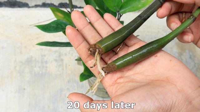 How to propagate Aroid Palm, Arum Fern (Zamioculcas zamiifolia) in water смотреть онлайн
