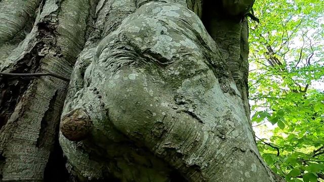 Тысячелетнее дерево. смотреть онлайн