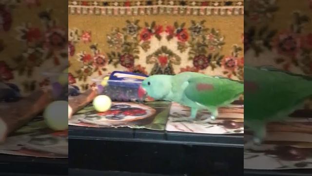 Александрийский кольчатый попугай Сеня играет 2 смотреть онлайн