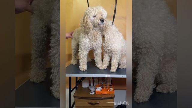 Стрижка пуделей, пудель смотреть онлайн