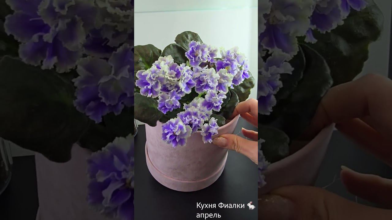 Моя любимая студия "Кухня Фиалки" в апреле! Собраны чудесные сорта! смотреть онлайн