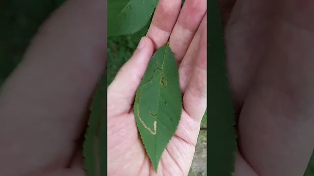 Яблонная минирующая моль на вишне смотреть онлайн