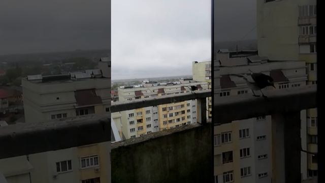 Птичка бьётся в окно. смотреть онлайн