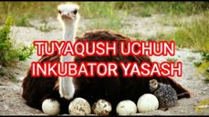 TUYAQUSH UCHUN INKUBATOR YASASH _ ТУЯКУШ УЧУН ИНКУБАТОР ЯСАШ СИРЛАРИ _ Straus.mp4
