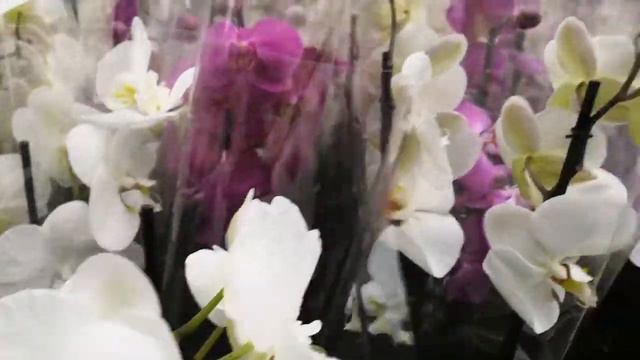 ТЦ"Эпицентр" Кривой Рог 11.03.22 полно орхидей! смотреть онлайн