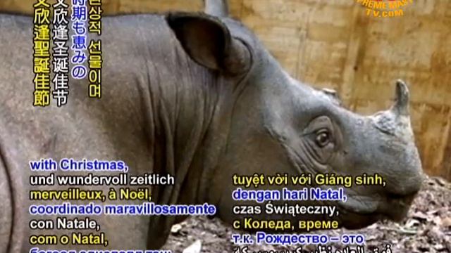 New hope for nearly extinct rhinos in Malaysia смотреть онлайн