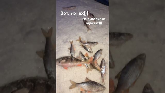 Море удовольствия за 2 часа. Зимняя рыбалка в ветер мороз. Безмотылка рулит. @fisher Bol смотреть онлайн