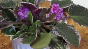 Пасынки на фиалках.  Отделяем пасынки  фиалок для размножения..