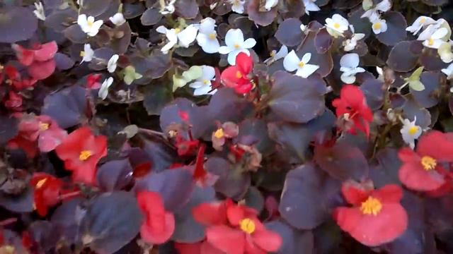 Цветочки на улице смотреть онлайн