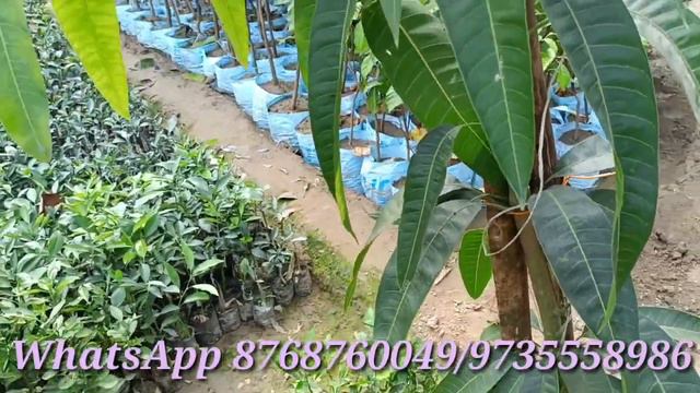 Rare Varaite Mango Mother plant // Carabaw Mango plant Restock.... смотреть онлайн