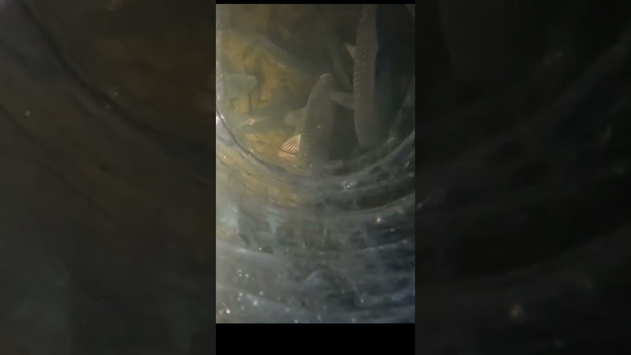 РЫБА В АСТРАХАНСКОЙ ОБЛАСТИ! КАК ЕЁ ПОЙМАТЬ? #shorts смотреть онлайн