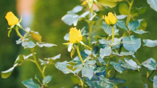 Осенние желтые Розы | Футажи красивая природа [FullHD] смотреть онлайн