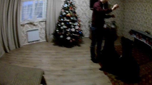 Новогодние Кане-Корсо смотреть онлайн